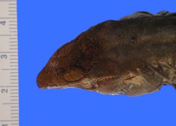 Media type: image; Herpetology R-46040